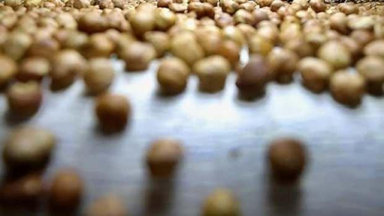 T&uuml;rkiye 2025 yılının ilk ayında fındık ihracatından 209 milyon doları aşkın gelir sağladı