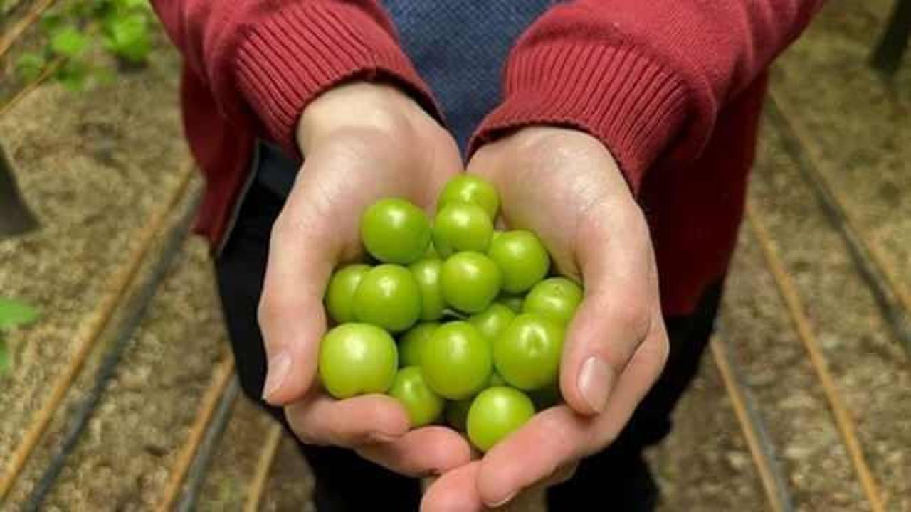 Yılın ilk erik hasadı yapıldı: Fiyatı dudak u&ccedil;uklattı
