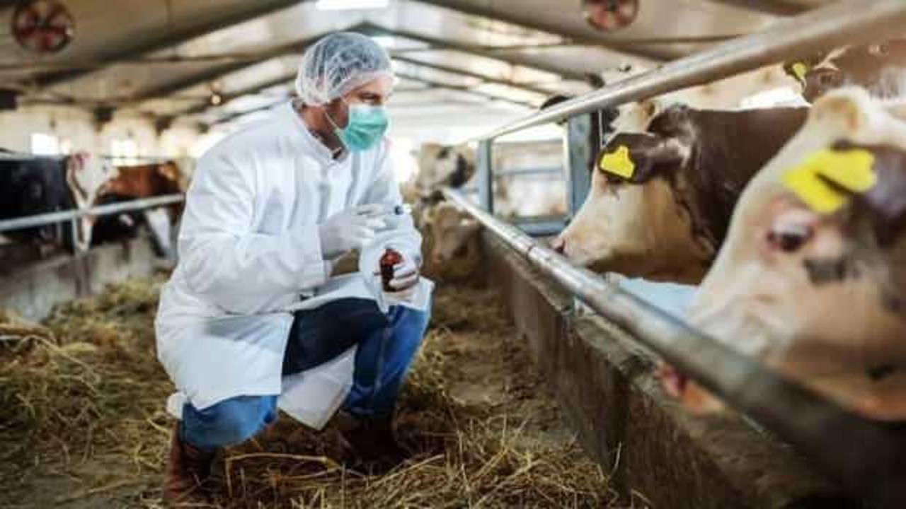 Bir k&ouml;yde şap karantinası! Giriş ve &ccedil;ıkışlar kısıtlandı