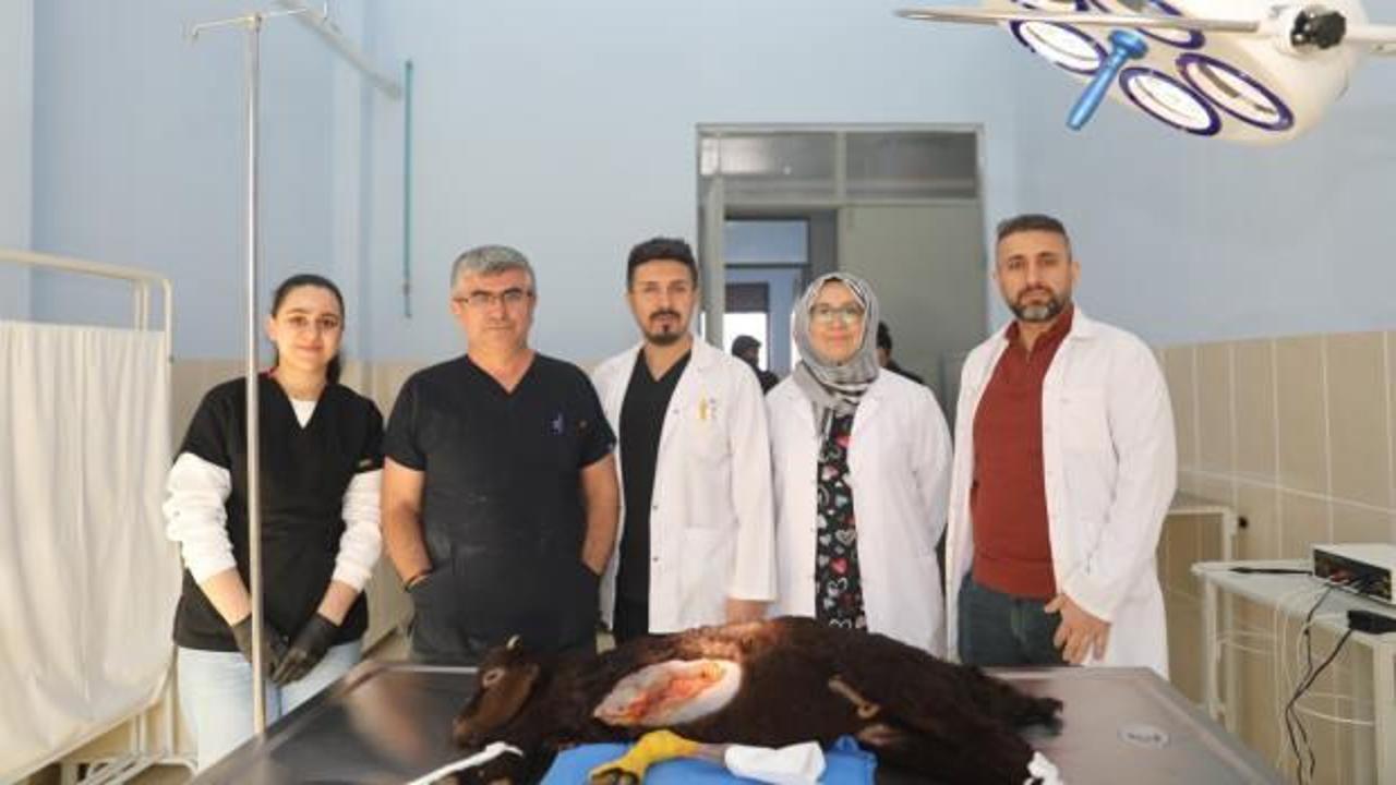 Iğdır'da dünyaya gelen 5 ayaklı kuzu bıçak altına yattı! 