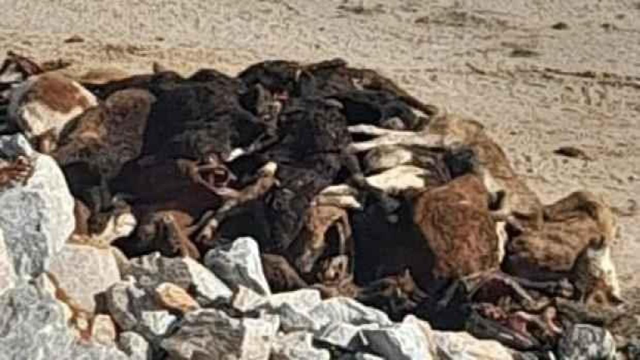 Telef olmuş 30 b&uuml;y&uuml;kbaş hayvan bulundu! 