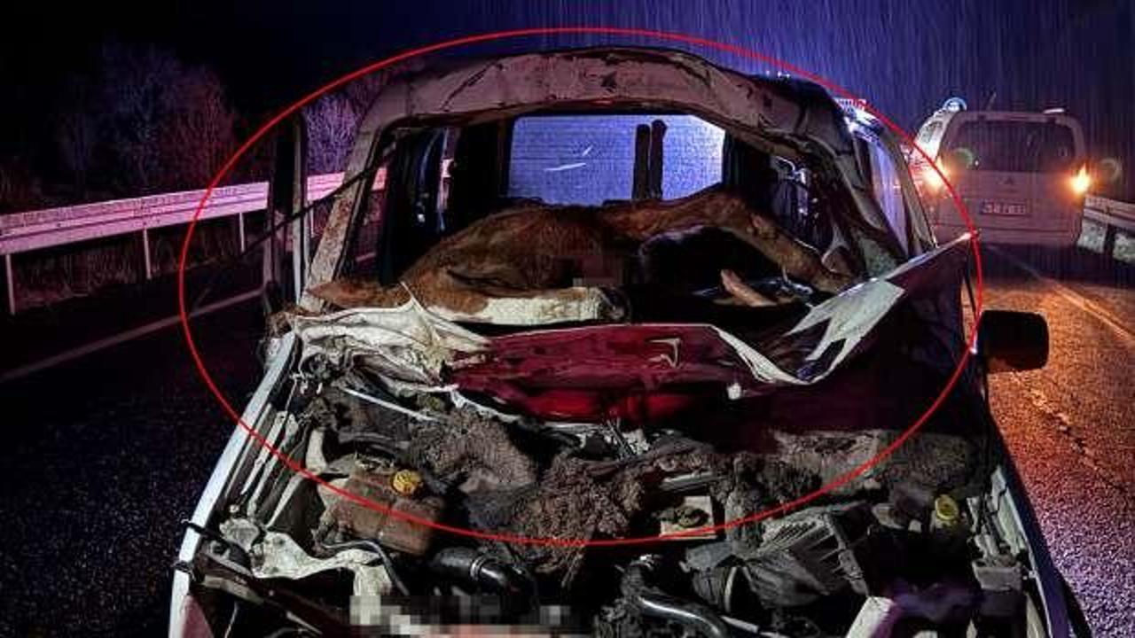 Mardin'de akıl dışı kaza! Otomobilin &ccedil;arptığı at, &ouml;n camdan i&ccedil;ine girdi! 