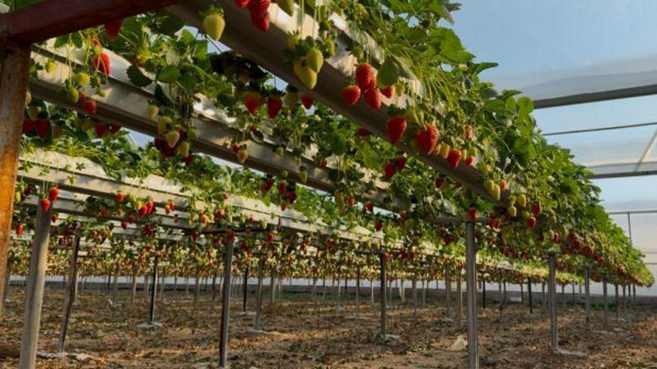 Yılın 12 ayı &ccedil;ilek &uuml;retimi s&uuml;r&uuml;yor! Yurt dışından &ccedil;ok talep g&ouml;r&uuml;yor...