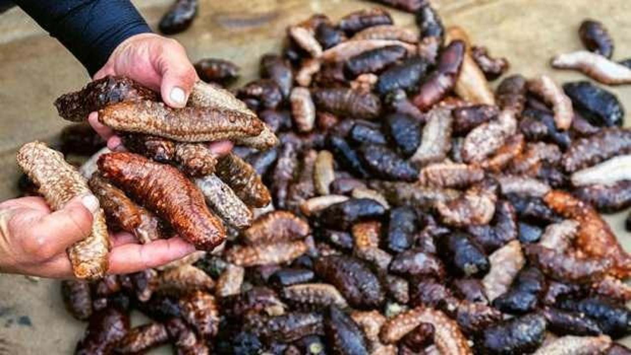 &Ccedil;anakkale'de &ccedil;uval &ccedil;uval canlı deniz patlıcanı ele ge&ccedil;irildi