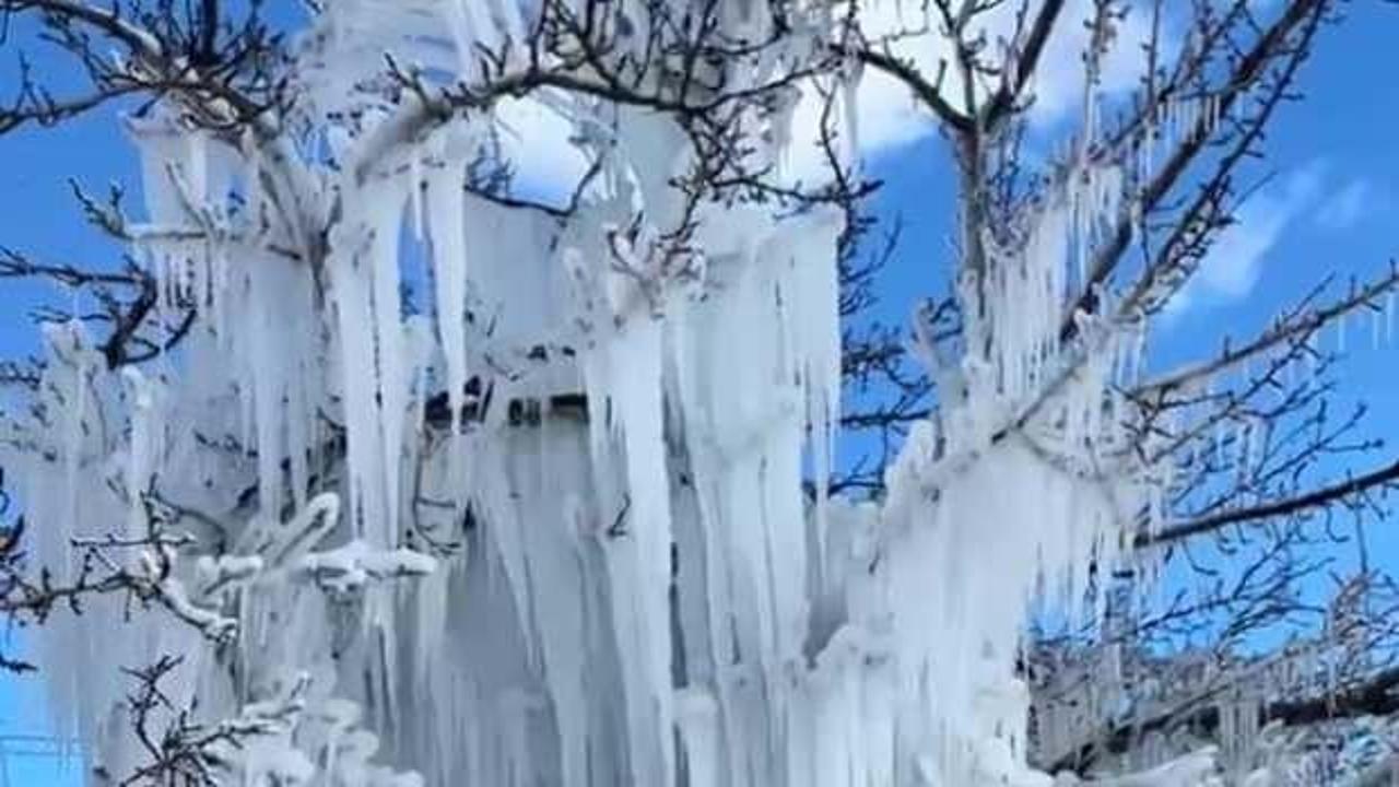 Kayısı ağa&ccedil;ları buz kesti