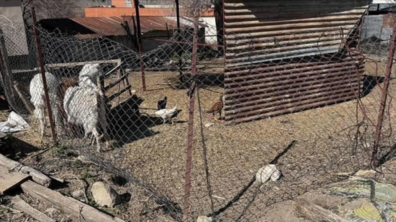 Sahipsiz k&ouml;pekler 2 ke&ccedil;i yavrusunu yaraladı