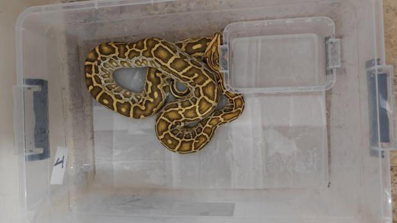 Sivas'ta egzotik hayvan kaçakçılığı operasyonu: Ele geçirilenler şoke etti