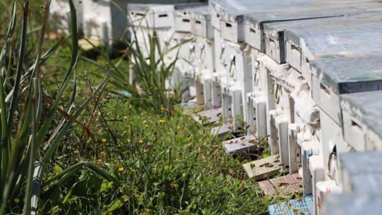 Ata mesleğini s&uuml;rd&uuml;r&uuml;yor! 800 kovanda bal &uuml;retiyor