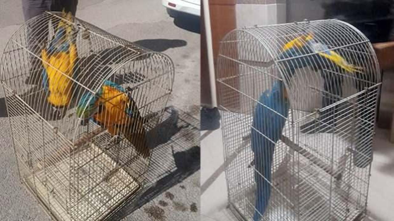 Belgesiz Macaw papağanı satışına 617 bin lira ceza kesildi 