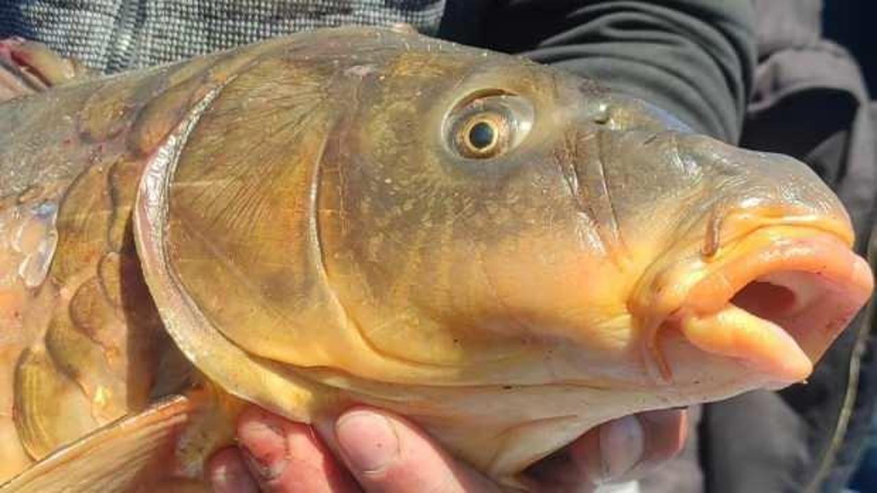 Dev sazanı görünce sevinçten bayram etti 