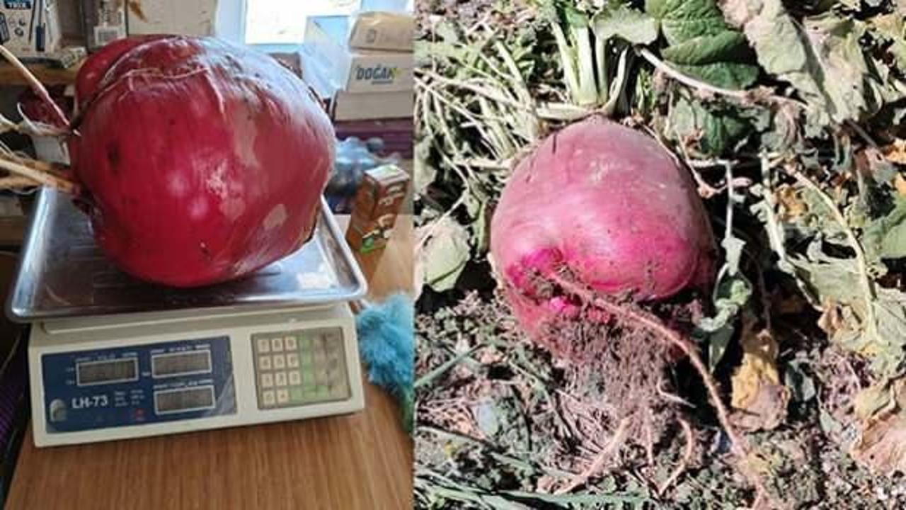 Dev turpu g&ouml;ren g&ouml;zlerine inanamadı