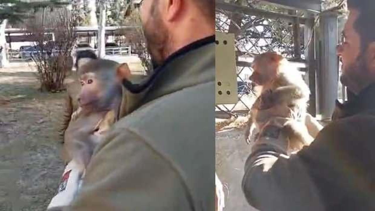 Elazığ'da bir garip olay: Yolda y&uuml;r&uuml;rken maymun buldu!