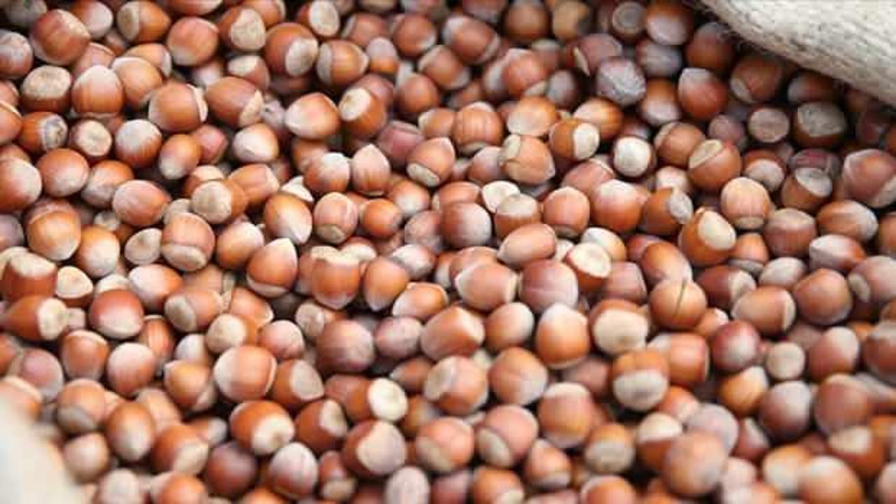 Giresun'da fındık 130-135 liradan işlem g&ouml;r&uuml;yor