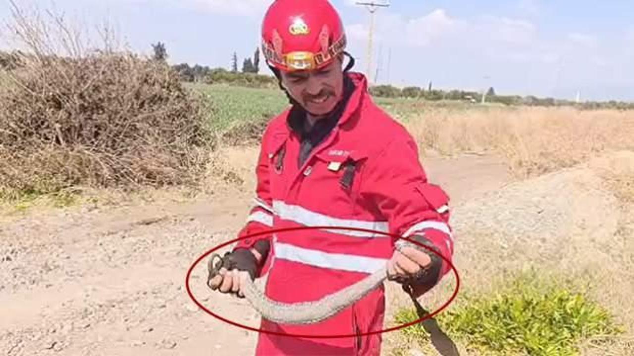 Hatay'da g&ouml;r&uuml;ld&uuml;: Zehri en &ouml;l&uuml;mc&uuml;l yılan olarak biliniyor 