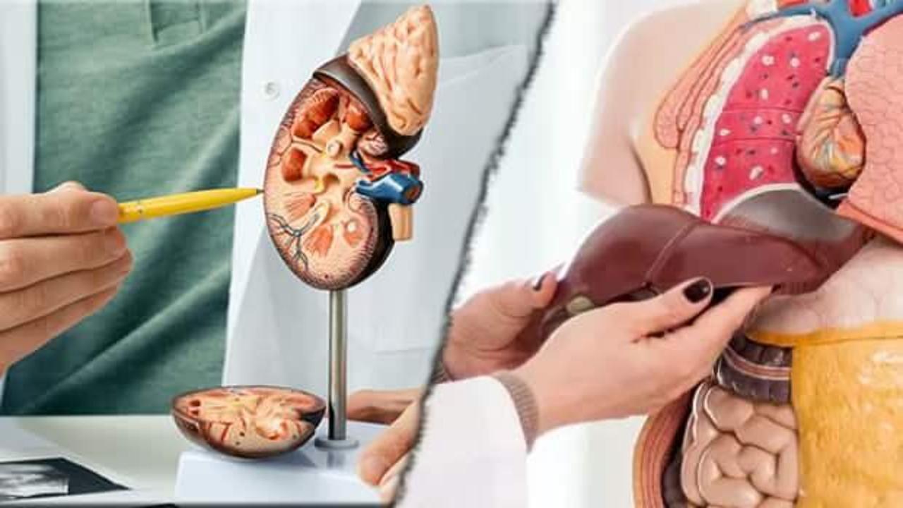 Karaciğer ve böbrekleri arındıran 4 etkili yöntem