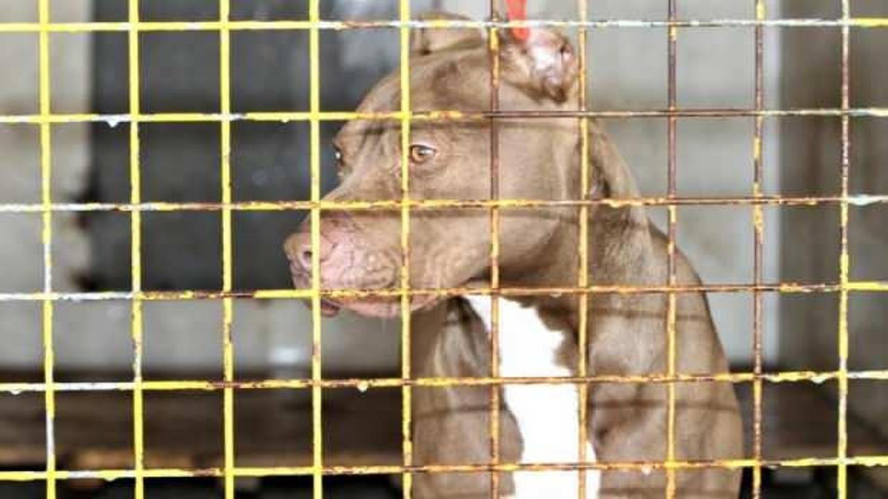 ABD'de tuhaf olay! K&ouml;peği tarafından silahla vuruldu!