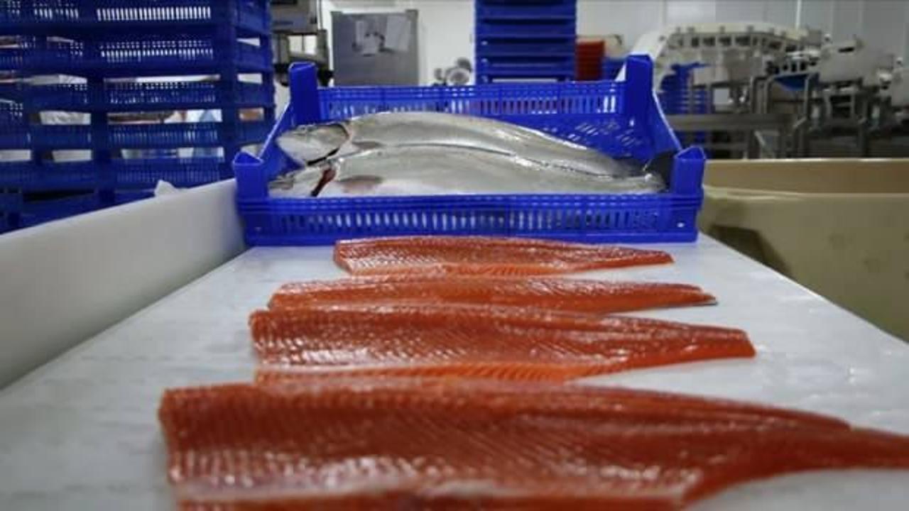 Doğu Karadeniz'den 2 ayda 8,6 milyon dolarlık T&uuml;rk somonu ihra&ccedil; edildi