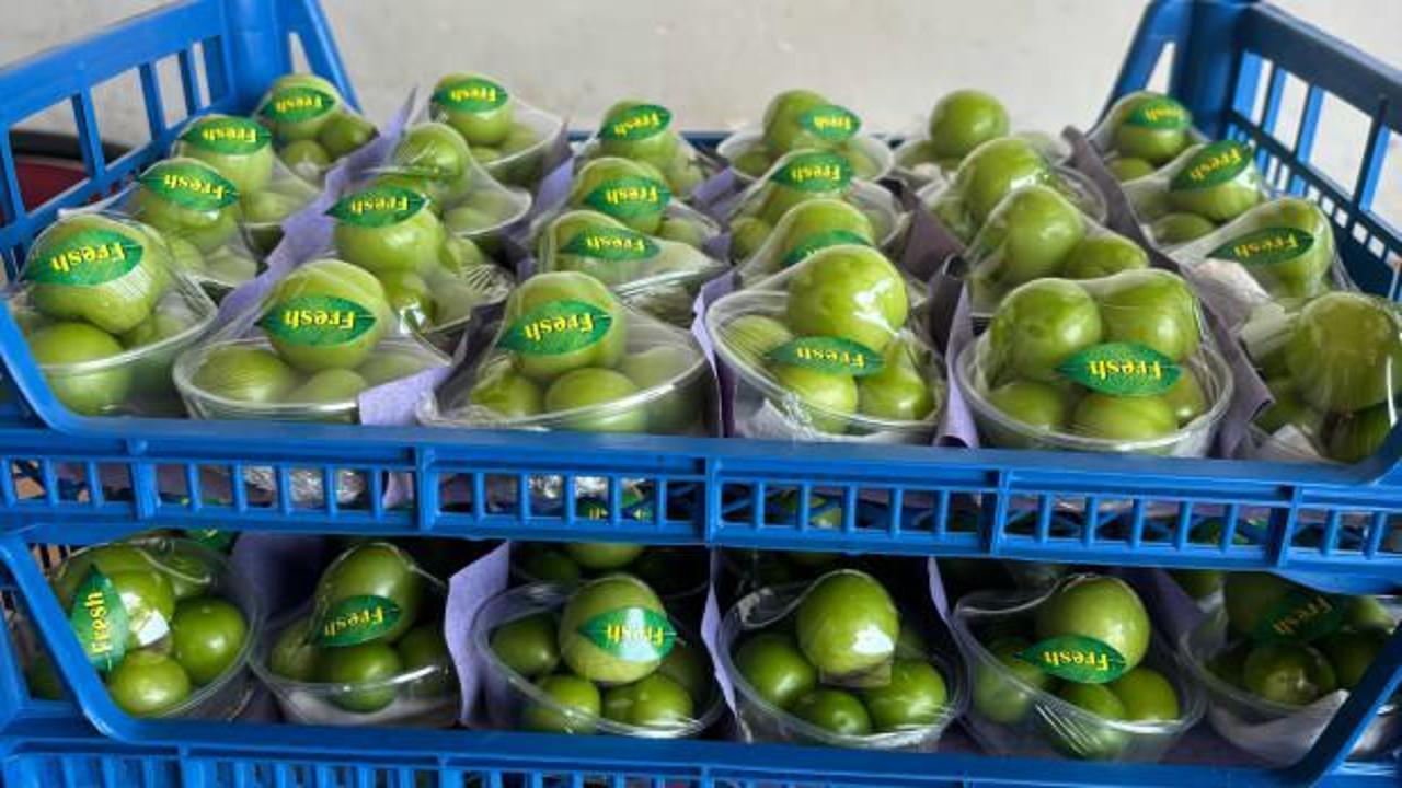 Erik sezonu başladı! Kilosu 2 bin 250 liradan ihra&ccedil; ediliyor...