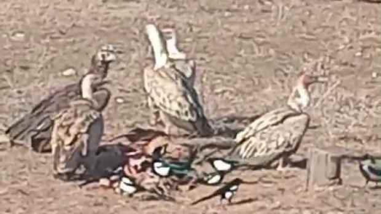 Erzurum'da g&ouml;r&uuml;nt&uuml;lendi: D&uuml;nyanın en yırtıcıları arasındalar