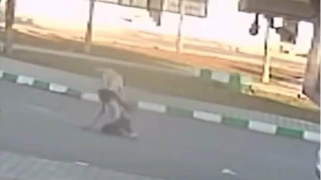 Gaziantep'te 3 &ouml;ğrenciye sokak k&ouml;pekleri saldırdı