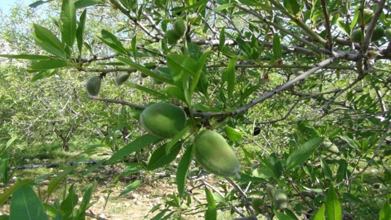 Mersin&rsquo;de Dubai&rsquo;ye ihra&ccedil; ediliyor! Kilosu 200 liradan satılıyor