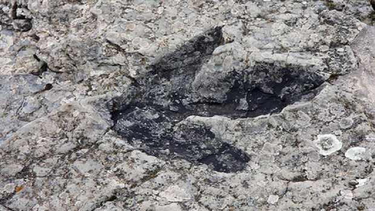 Avustralya'da okul bah&ccedil;esinde heyecanlandıran dinozor keşfi