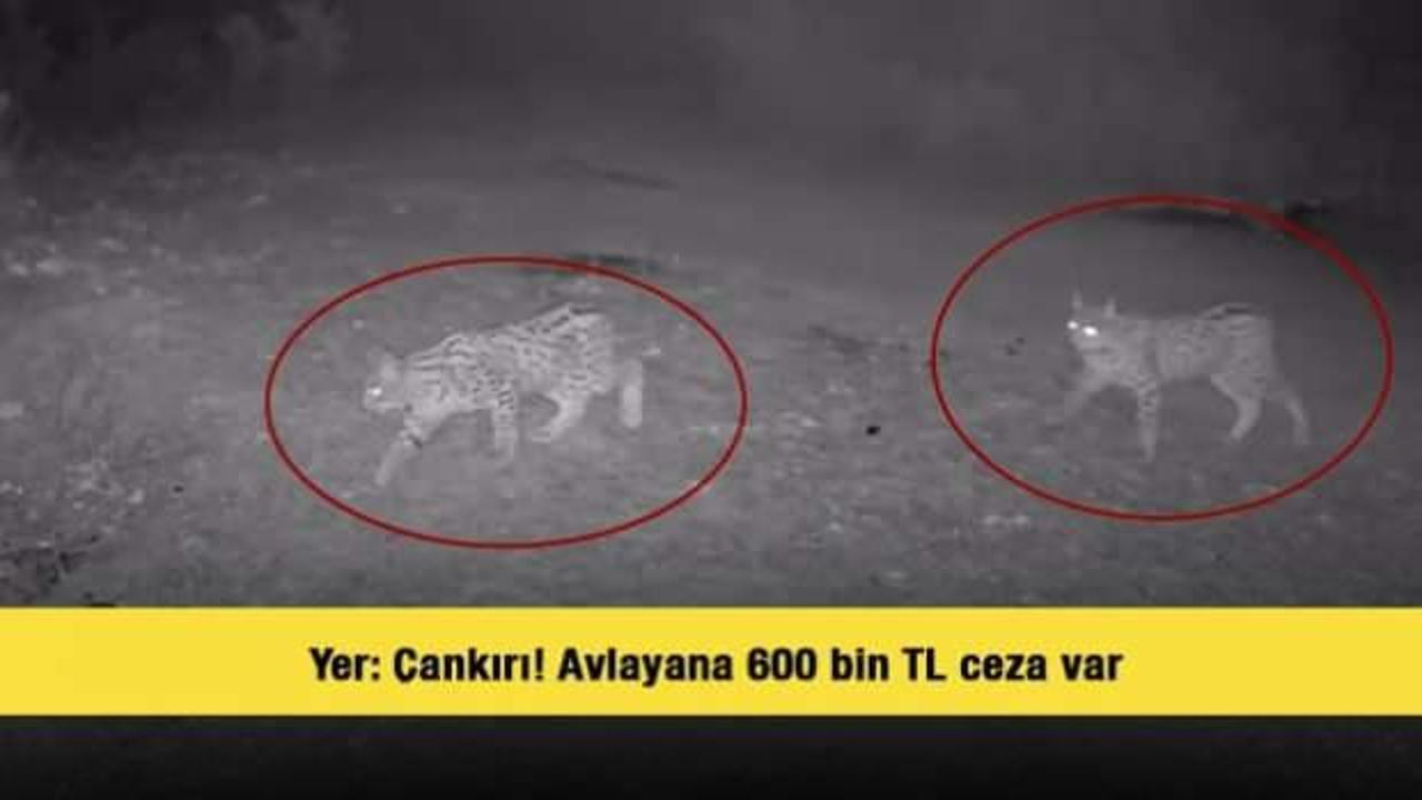 Yer: &Ccedil;ankırı! Avlayana 600 bin TL ceza var