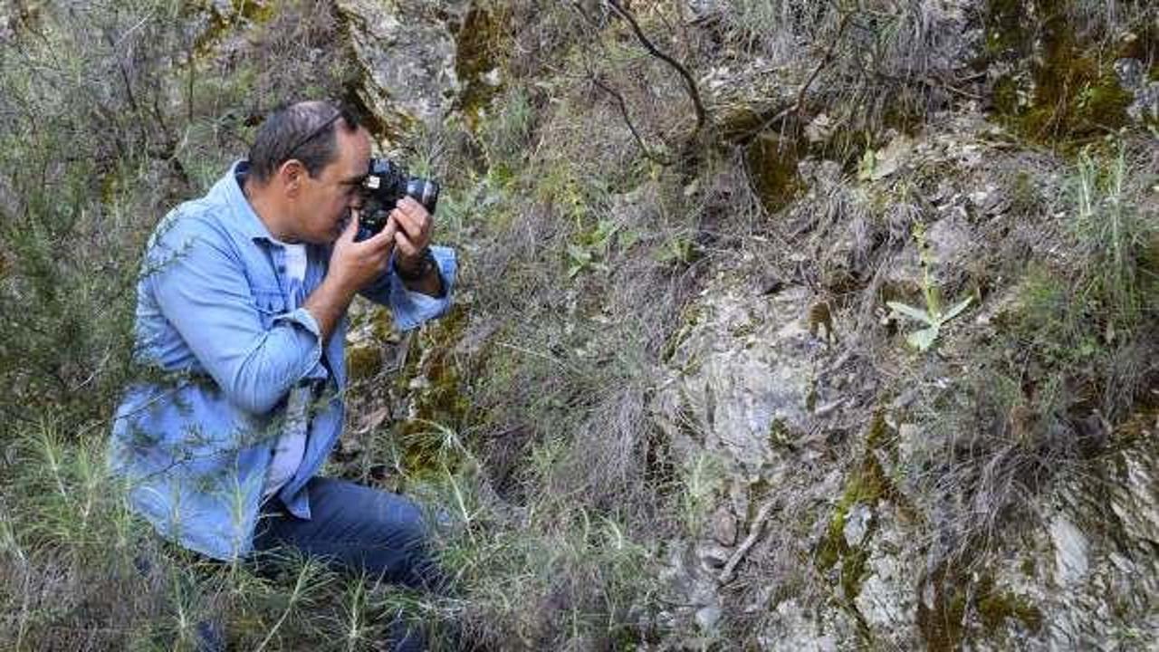 D&uuml;nyada sadece Antalya'da yetişiyor! Koparana ocak s&ouml;nd&uuml;ren ceza