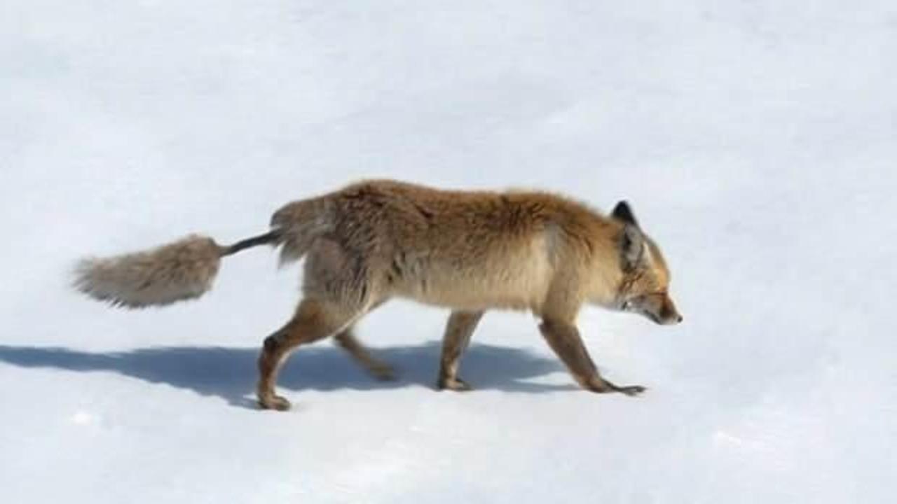 Artvin'de g&ouml;r&uuml;ld&uuml;: Kızıl tilkinin ilgin&ccedil; kuyruğunu g&ouml;ren d&ouml;n&uuml;p bir daha bakıyor