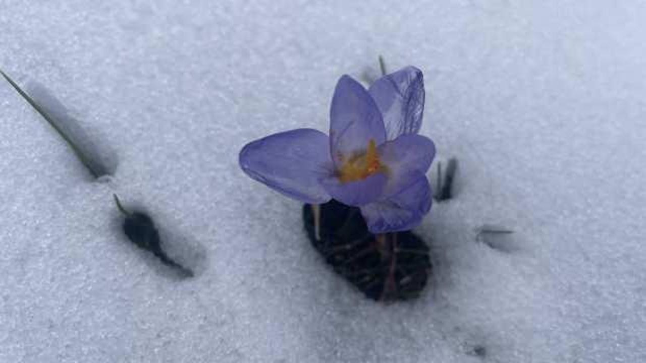 Bolu'da ilkbahar ve kış bir arada yaşanıyor