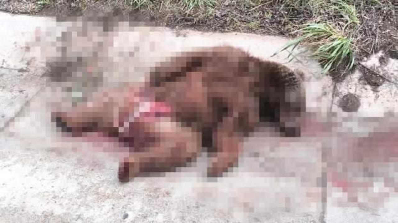 Bursa'da görüntülendi: İçler acısı halde bulundu