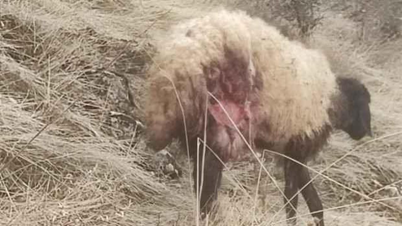 Elazığ'da çobanı perişan eden manzara!