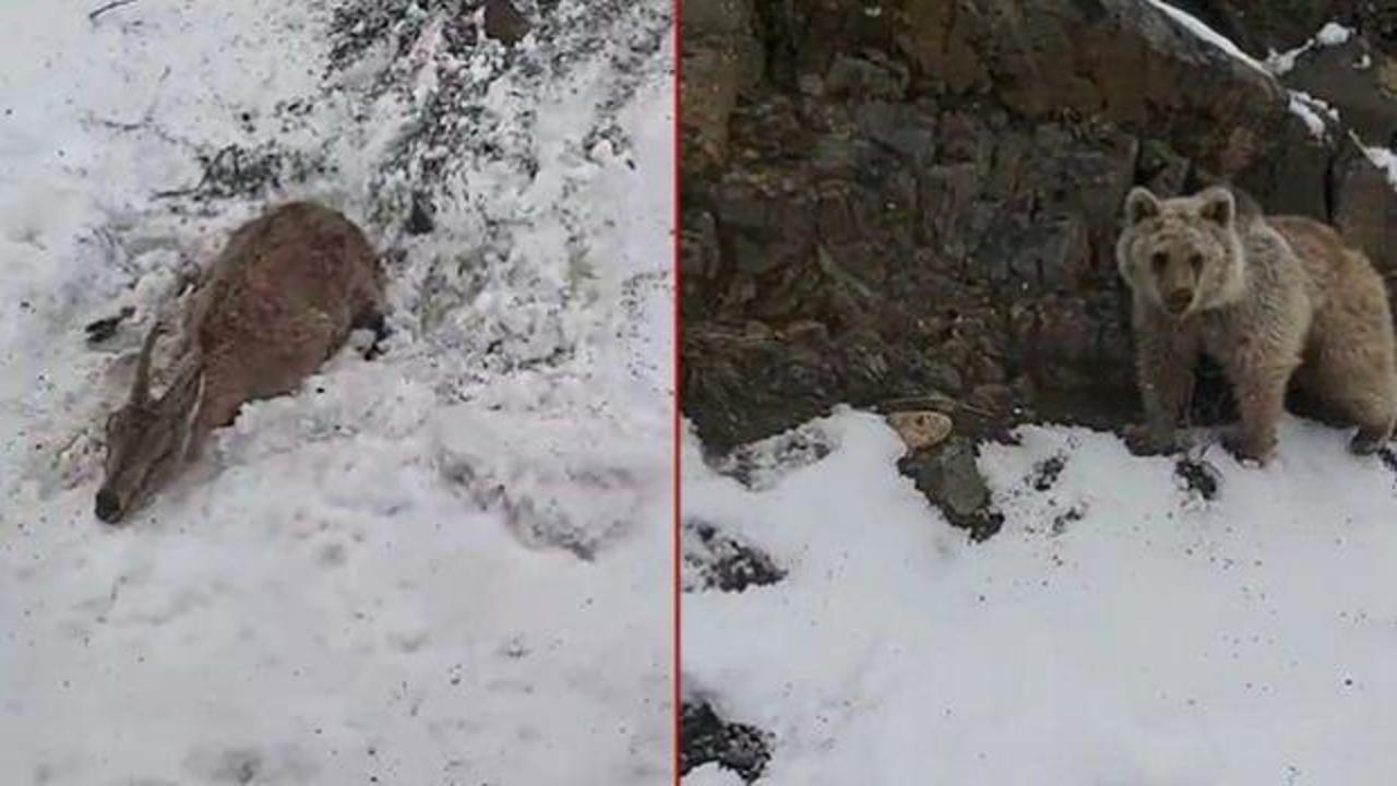 Yer: Giresun! Ayıya yem olmaktan son anda kurtuldu 