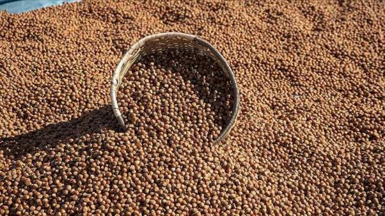 Giresun'da fındık 132-140 lira arasında işlem g&ouml;r&uuml;yor