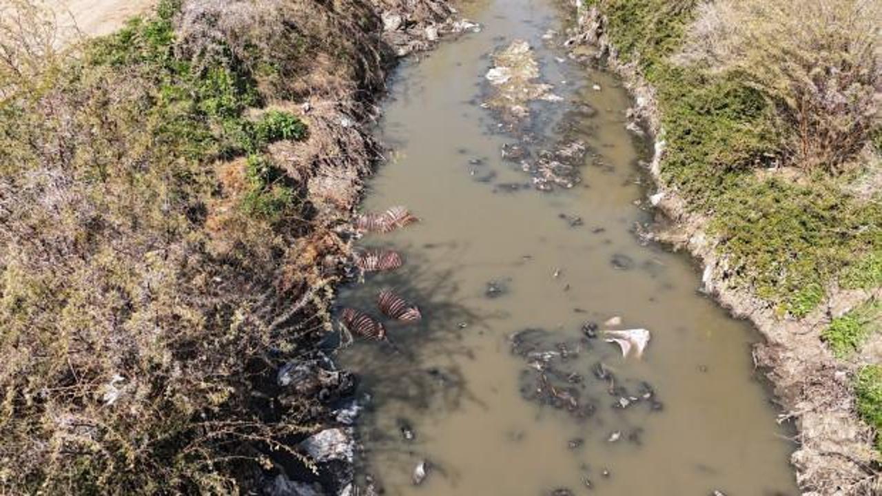 Adana'da mide bulandıran g&ouml;r&uuml;nt&uuml; tehlike sa&ccedil;ıyor! 