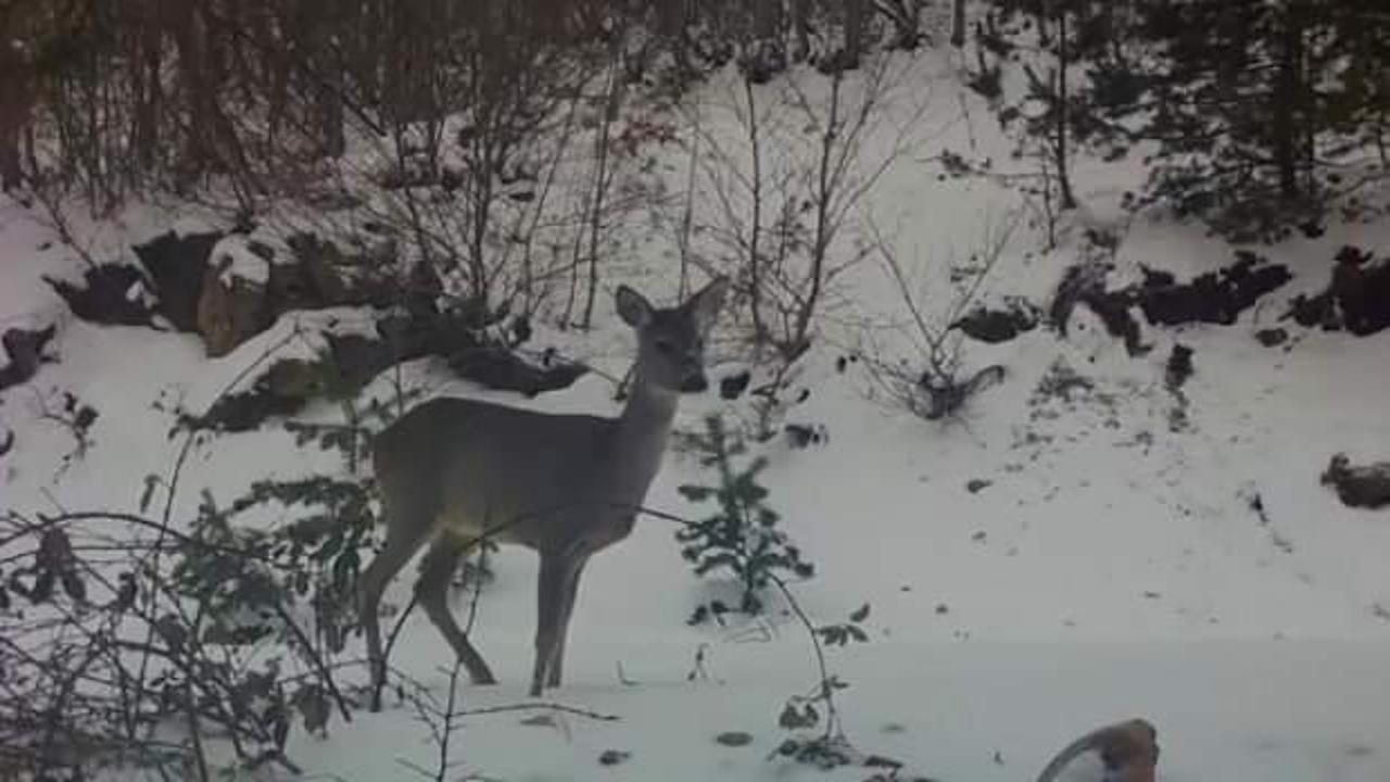 Amasya'da g&ouml;r&uuml;ld&uuml;: Avlayana 30 bin TL ceza