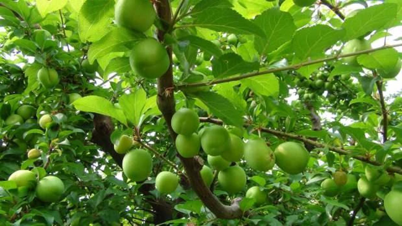 Hasada 8 bin TL ile başlandı! Erikte fiyat 400 TL'ye kadar d&uuml;şt&uuml;