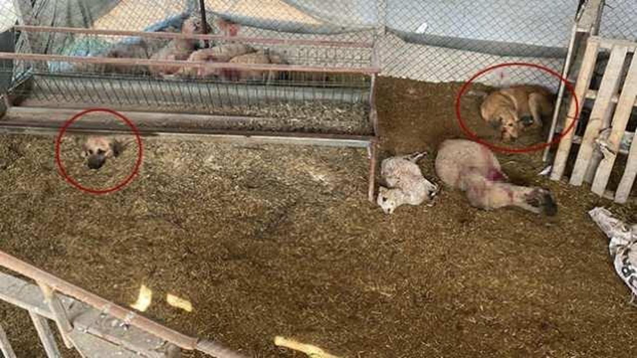 Osmaniye'de k&ouml;pek dehşeti! Koyunları telef edip ahırda uyudular