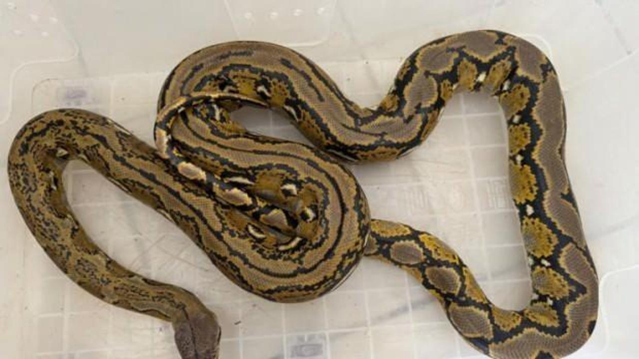 Yolcu otob&uuml;s&uuml;nde piton paniği