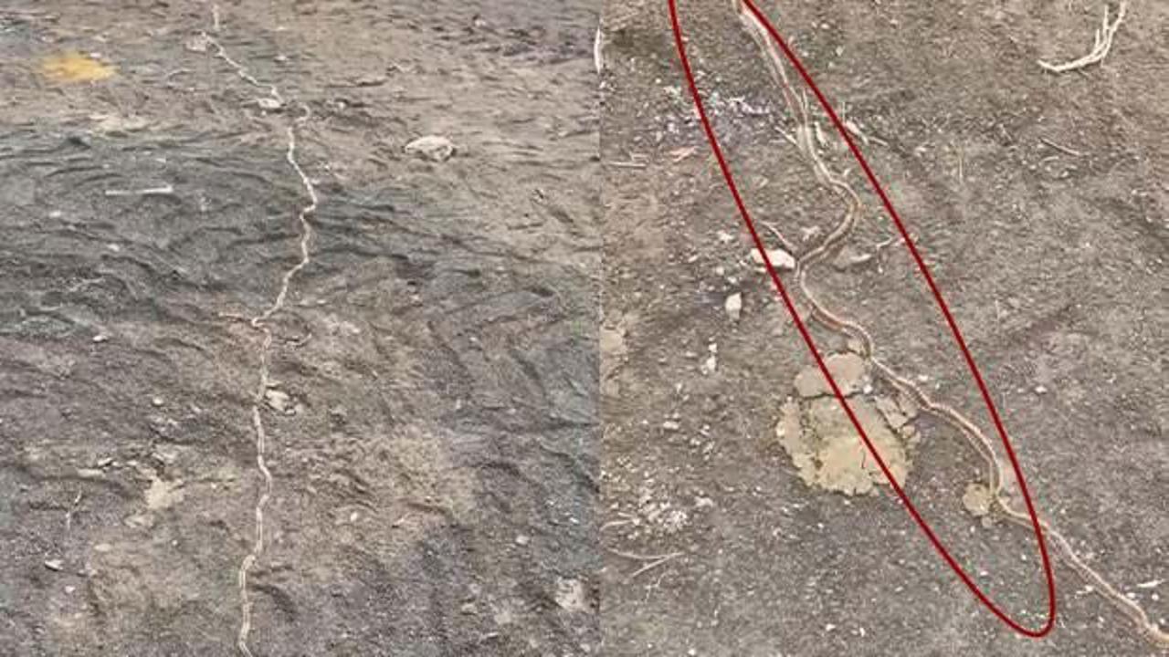 Bir kentte endişelendiren manzara! Konvoy halinde g&ouml;r&uuml;nd&uuml;ler: 'Sakın ellemeyin'