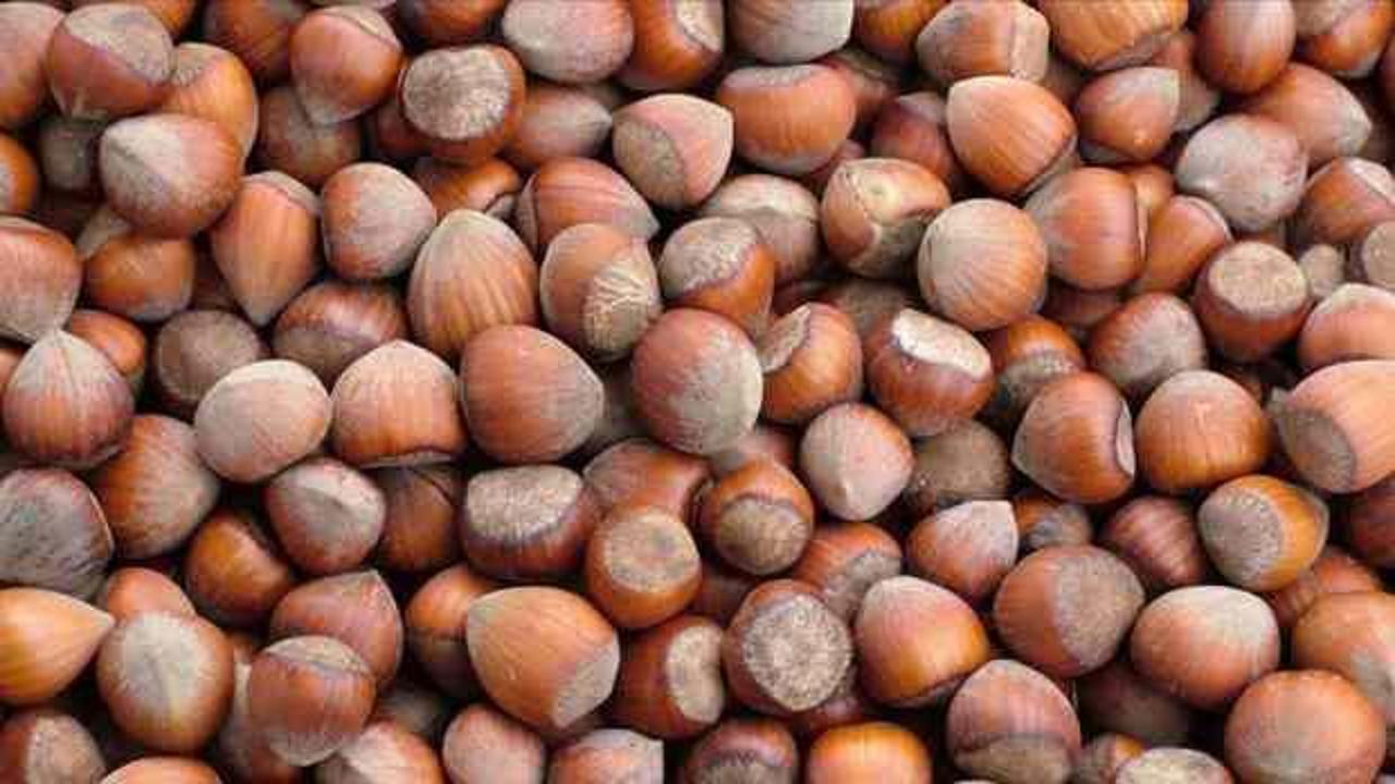 Giresun'da fındığın kilogramı 137-142 lira arasında işlem g&ouml;rd&uuml;