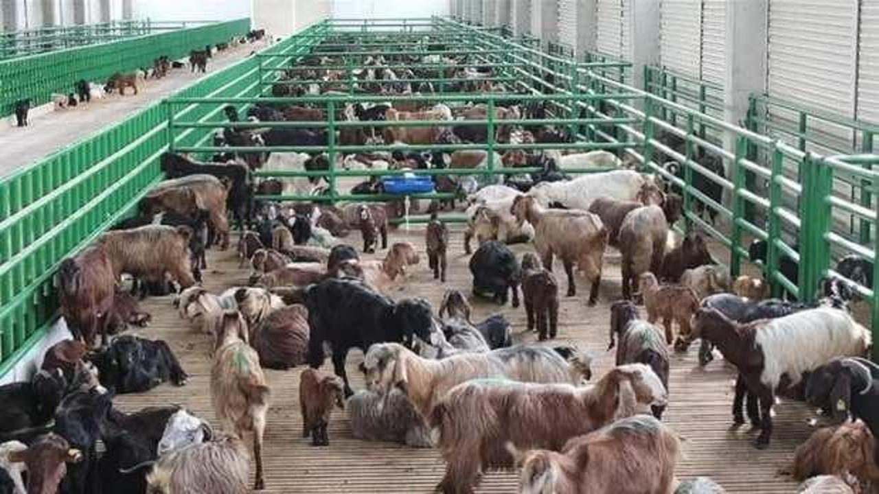 Hayvancılık destekleme başvuruları yarın başlıyor