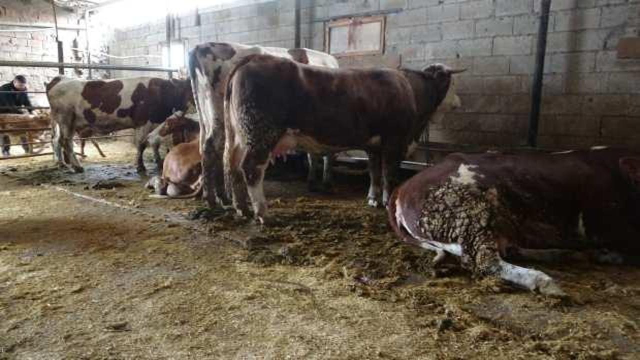 Malatya'da besiciyi kahreden manzara! Olay anı kameraya yansıdı 