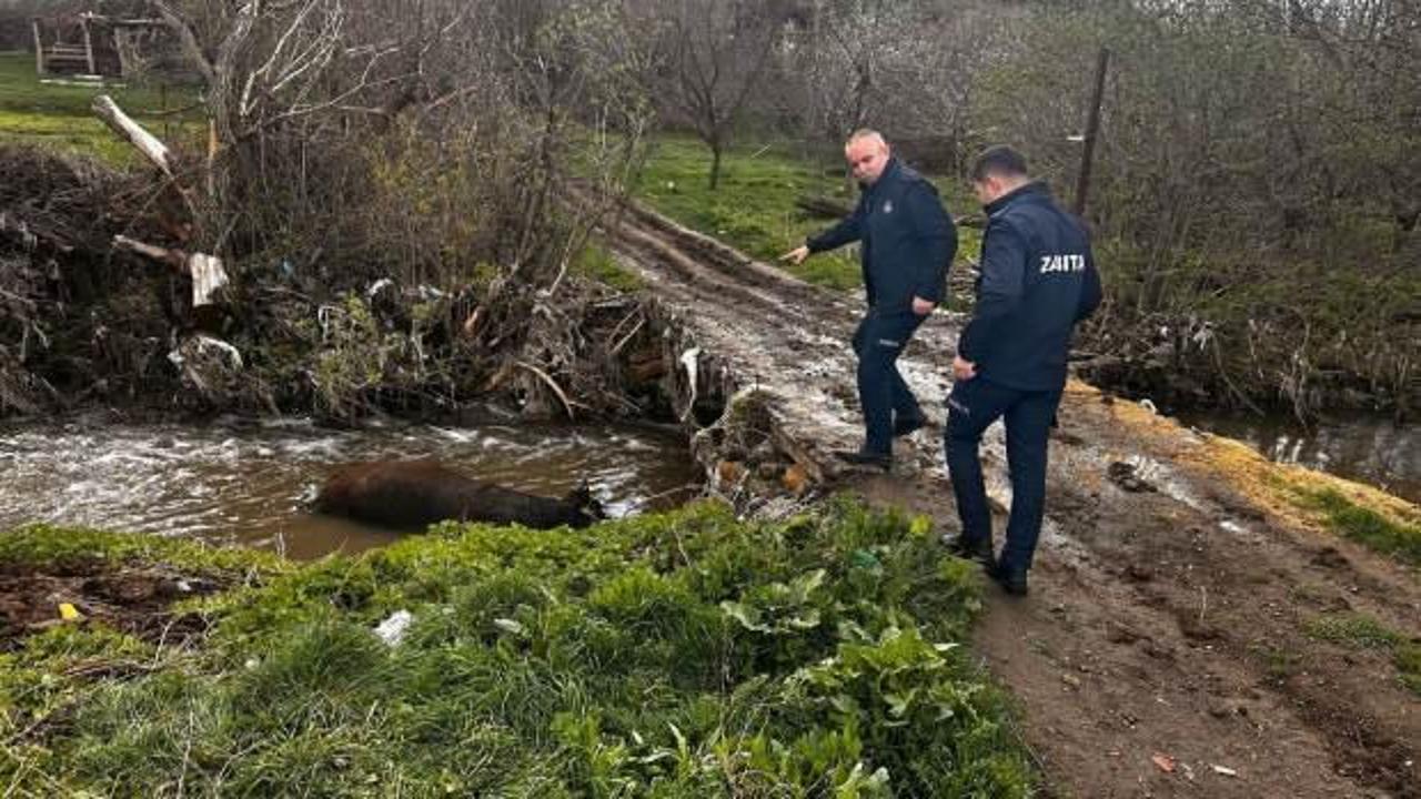 Yozgat'ta akıl dışı g&ouml;r&uuml;nt&uuml;: Dere yatağına ceset bıraktılar 