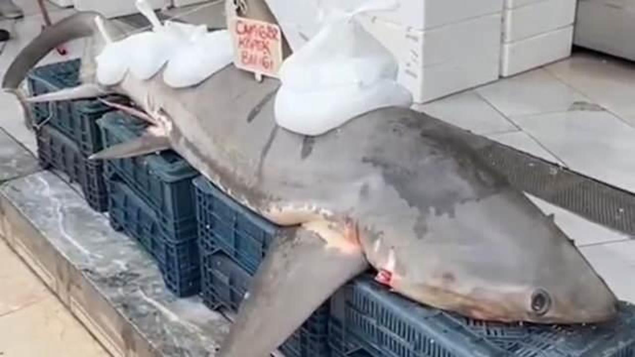 Adana'da yakaladıkları 400 kilogramlık k&ouml;pek balığının sevinci ikiye katlandı