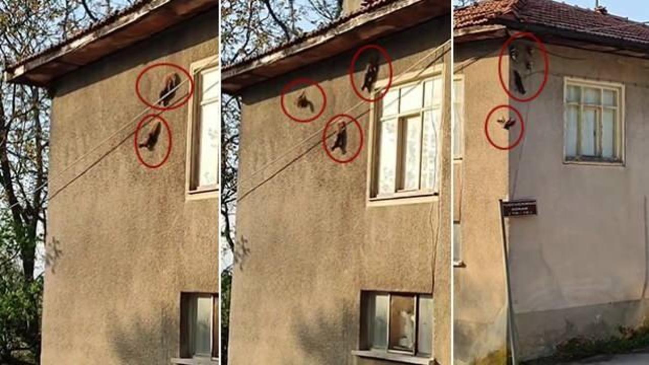Bir ilde g&ouml;r&uuml;ld&uuml;: Evlerin duvarlarında geziyorlar! &Ccedil;evik hareketleri dikkat &ccedil;ekti 