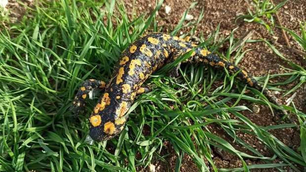 Erzincan'da g&ouml;r&uuml;ld&uuml;! Zarar verene 557 bin 212 TL ceza kesilecek 