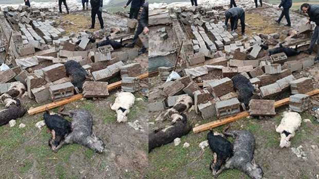 Felaketin adresi Hakkari: Onlarca hayvan telef oldu!