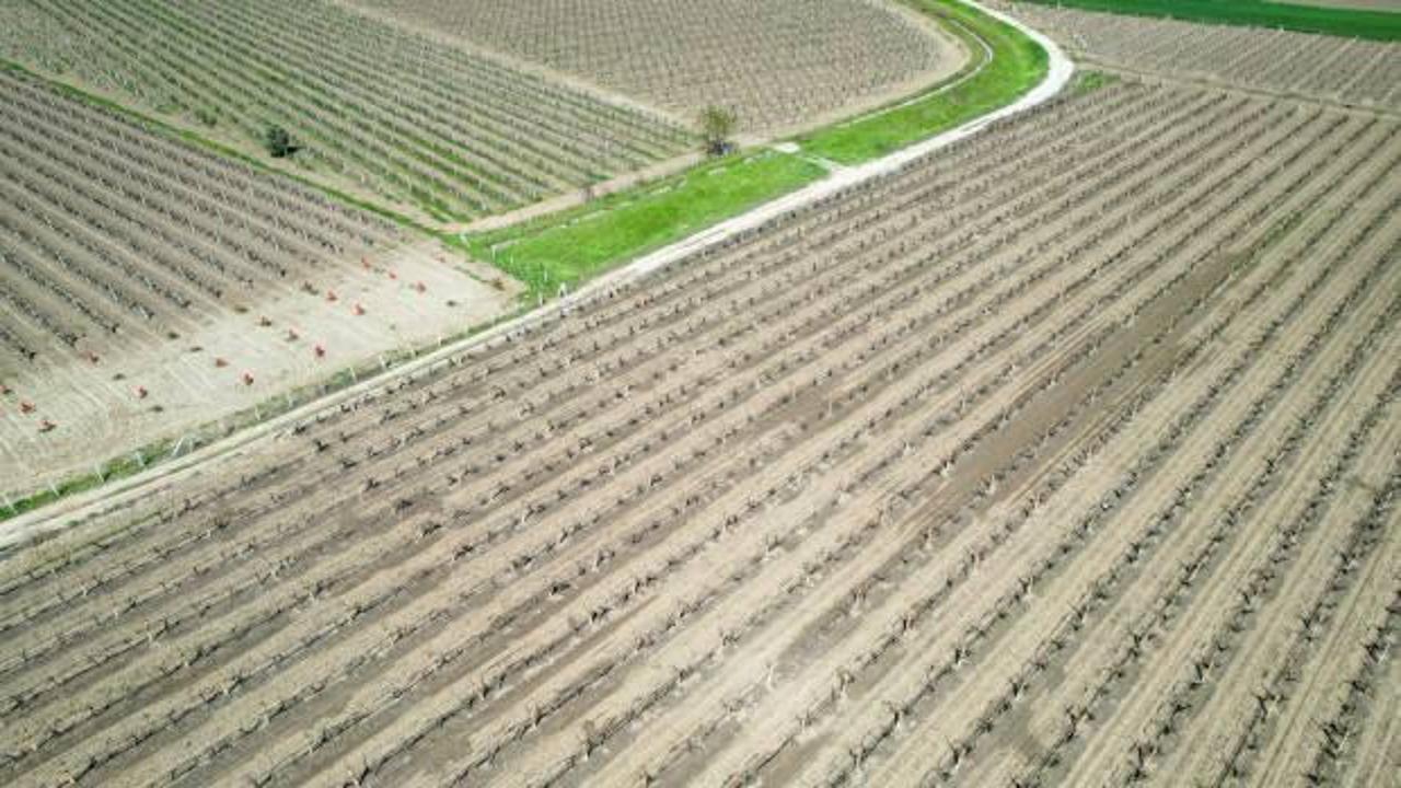 Manisa'da zirai don etkili oldu