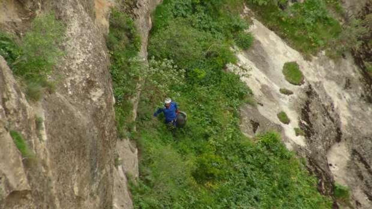 3 haftada yok oluyor! 400 metre aşağıda yetişen şifalı ot için canını riske attı
